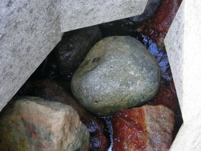 岩の間には貝や蟹がいます。
